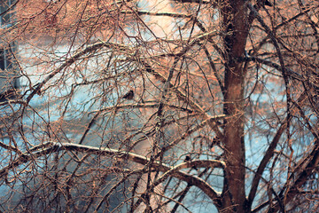 Tree branches in the frost. Winter photo of nature from the window. Birds sit on frozen trees.