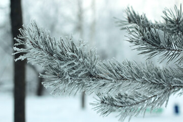 Pine branches under the snow. Winter fairy tale.