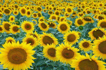 Sunflower natural background, flowering sunflower