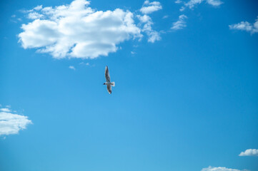 Seagull whirls in the blue sky with white clouds in clear weather