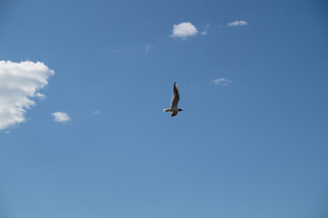 Obraz premium Seagull whirls in the blue sky with white clouds in clear weather