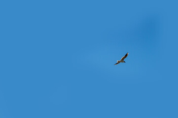 Seagull whirls in the blue sky with white clouds in clear weather