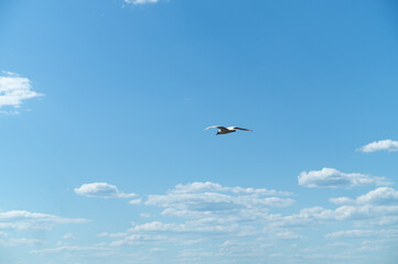 Fototapeta na wymiar Seagull whirls in the blue sky with white clouds in clear weather