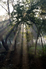 Morning sun ray in the forest 