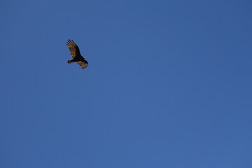 eagle in flight
