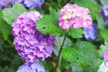 日本の梅雨の風物詩　アジサイの花びらから雨の滴がしたたる