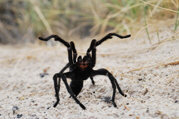 Tarantula crossing Big Pedestal Road at White Sands National Park