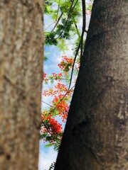 Fire tree view in between branches