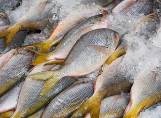Fresh fish on ice for sale at seafood market. frozen fish in grocery store.