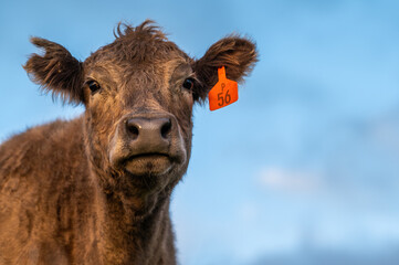 Cows eating grass.
