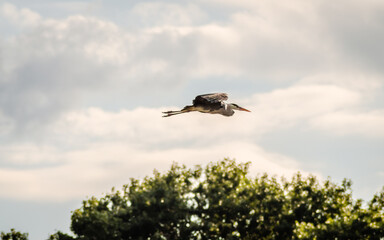 Gray Heron in flight over the swamp 