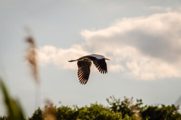 Gray Heron in flight over the swamp 