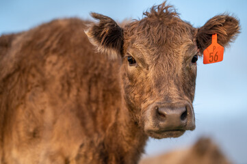 Cows eating grass.