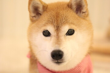 アーモンドアイの目の柴犬
