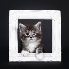 Adorable 5 week old Black silver tabby Maine Coon cat kitten, sitting through white photo frame. Looking straight to camera with blue eyes. Isolated on black background.