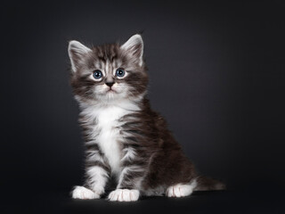 Adorable 5 week old Black silver tabby Maine Coon cat kitten, sitting side ways. Looking straight to camera with blue eyes. Isolated on black background.
