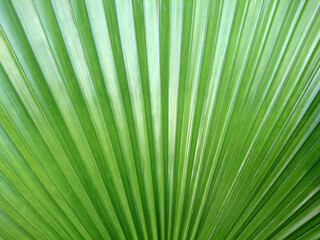 Background of palm leaf texture