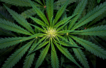 Blooming Marijuana plant with early white Flowers, cannabis sativa leaves, marihuana - Top view