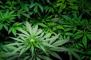 Naklejka na ściany i meble Blooming Marijuana plant with early white Flowers, cannabis sativa leaves, marihuana