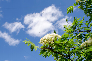 Forest flowers. With blurry background. Focus on forest flowers.