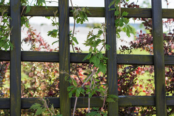 Old wooden trellised fence twined with plants