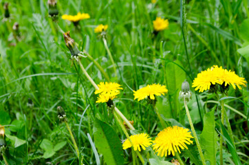 Forest flowers. With blurry background. Focus on forest flowers.