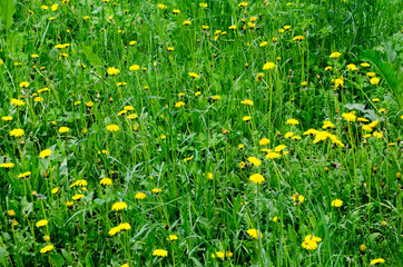 Forest flowers. With blurry background. Focus on forest flowers.