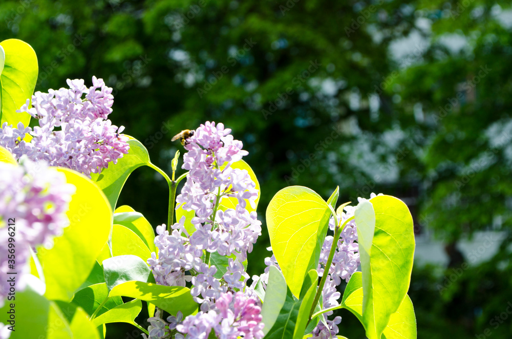 Wall mural forest flowers. with blurry background. focus on forest flowers.