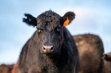 Cows eating grass.