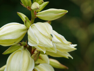 Obraz premium (Yucca gloriosa) Close up on cluster of bell-shaped white flowers of glorious yucca or spanish dagger