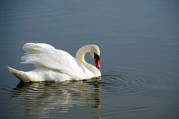 Graceful and beautiful white bird on the water. Mute swan