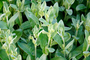 Green flower plants. Leaves and stems. Close-up close-up. Horizontal shot