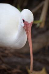 White Ibis outdoors