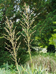 (Yucca gloriosa) High stem covered with buds in clusters before inflorescence of Glorious Yucca or Spanish dagger