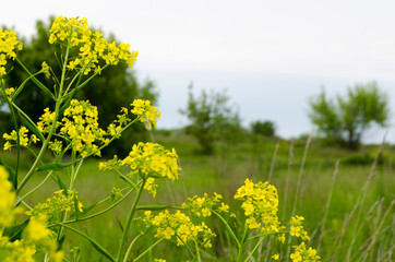 Forest flowers. With blurry background. Focus on forest flowers.