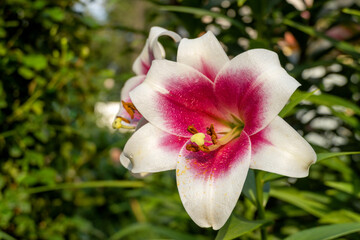 White lily flower with a red middle closeup. One flower with a yellow pestle and pollen. Lilium bulbiferum. Summer is a sunny day.