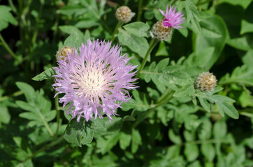Fototapeta premium Forest flowers. With blurry background. Focus on forest flowers.