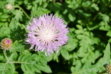 Fototapeta premium Forest flowers. With blurry background. Focus on forest flowers.