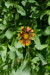 Forest flowers. With blurry background. Focus on forest flowers.