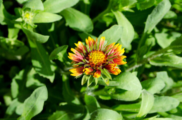 Forest flowers. With blurry background. Focus on forest flowers.