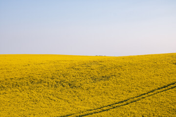 Yellow rapeseed field