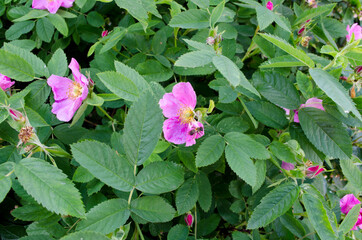 Forest flowers. With blurry background. Focus on forest flowers.