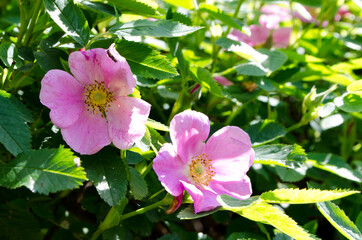 Forest flowers. With blurry background. Focus on forest flowers.