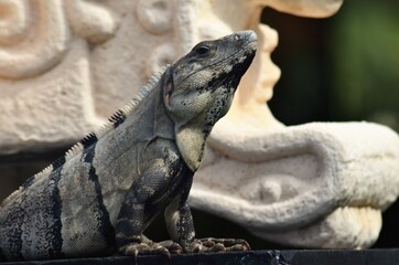 Mexican Iguana 