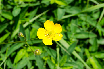 Forest flowers. With blurry background. Focus on forest flowers.