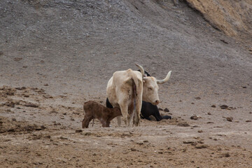Cow outdoors