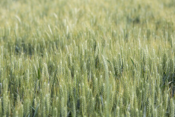Grain field growing in Central Europe