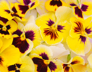 Flowers of garden pansies (viola).
