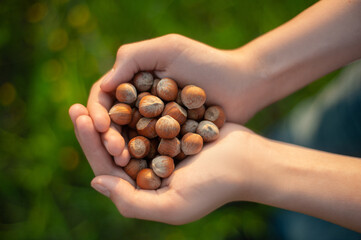 A handful of hazelnuts in the hands against the grass in the sunset light.