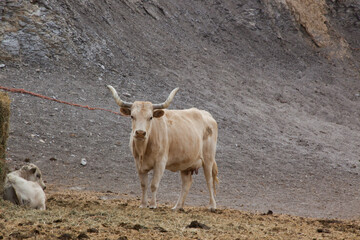 Cow outdoors